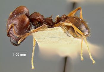 Media type: image; Entomology 20651